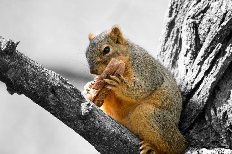 Colorful Wildlife in Black and White by Adam Johnson