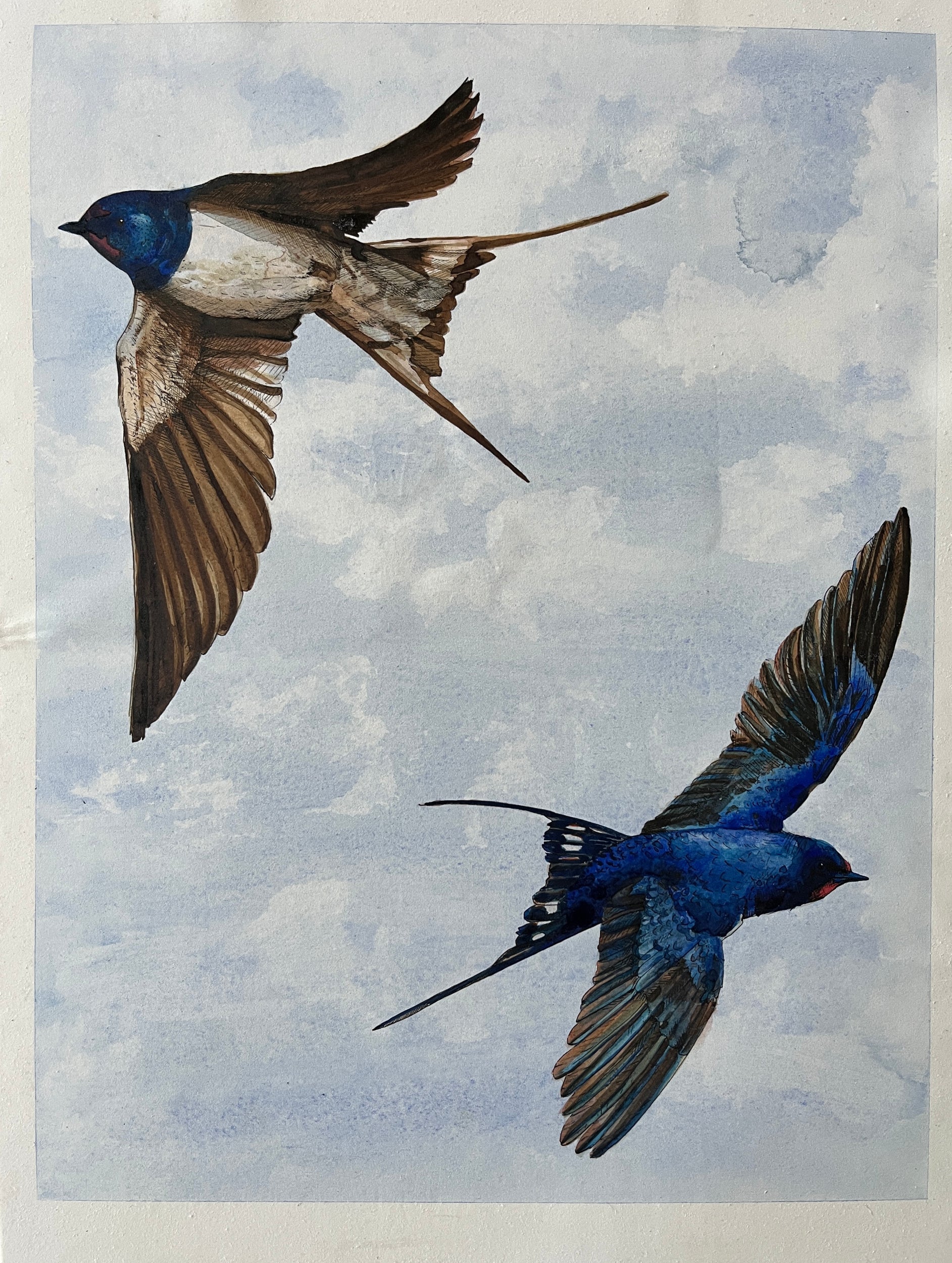 Swallows