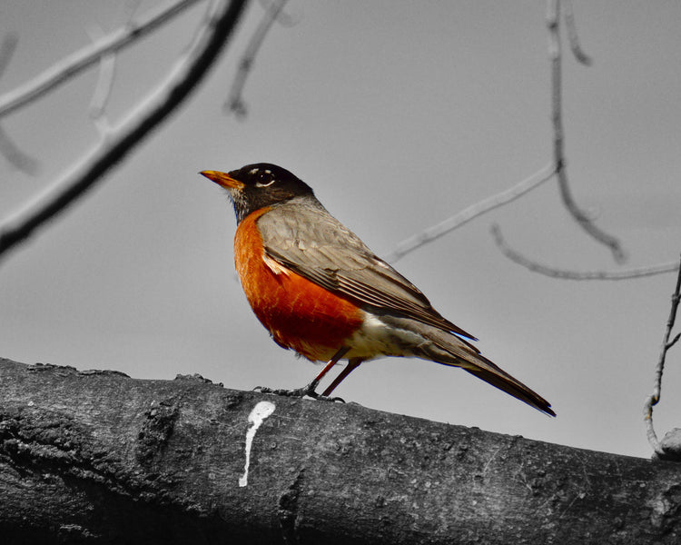 Colorful Wildlife in Black and White by Adam Johnson