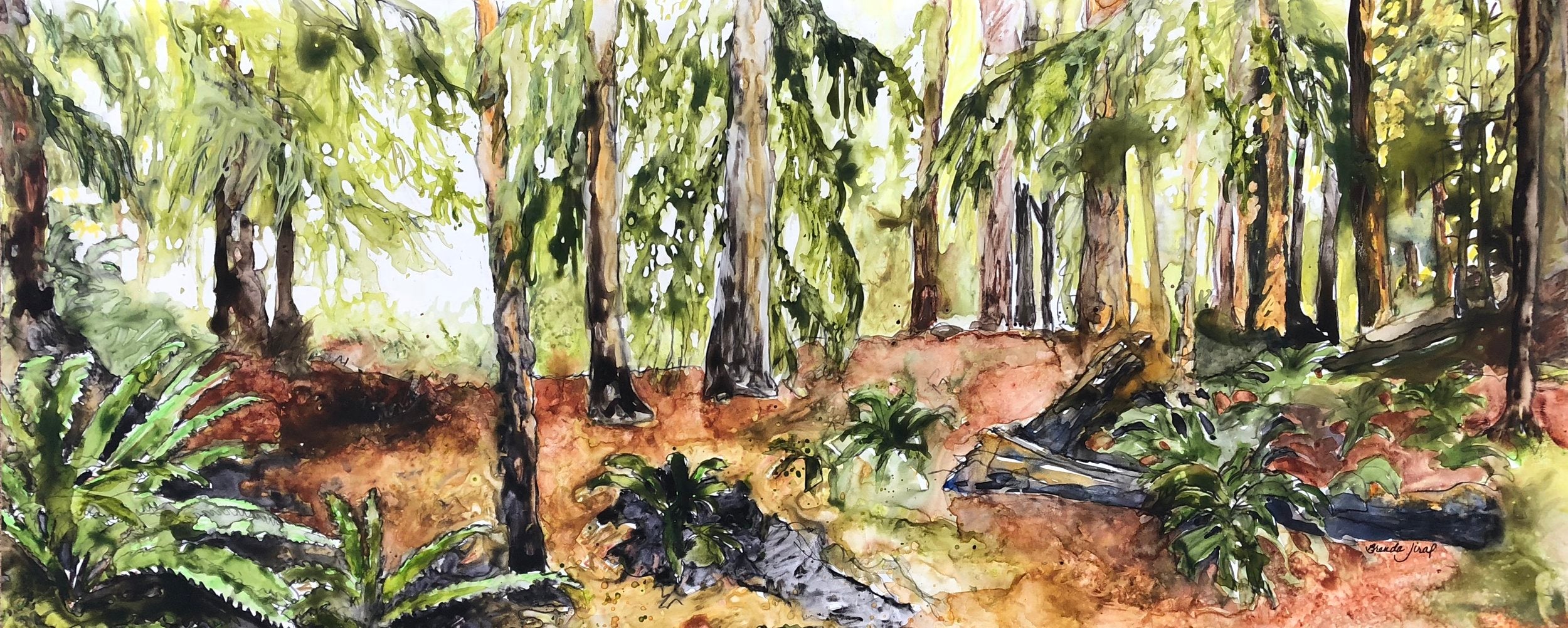 Sunlight in the Rainforest