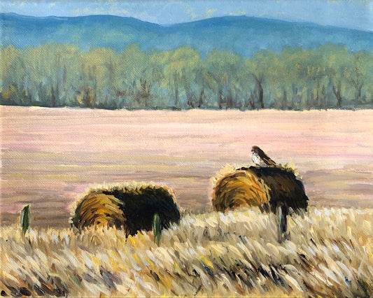 Hawk on the Hay Bale