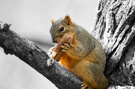 Colorful Wildlife in Black and White by Adam Johnson