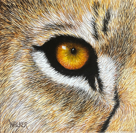 Lion Eye