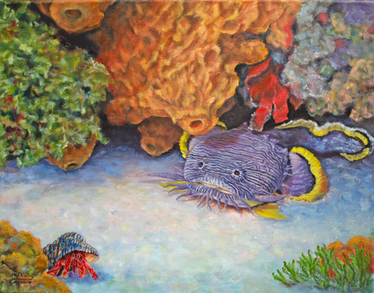 Splendid Toadfish (#3 of 6)