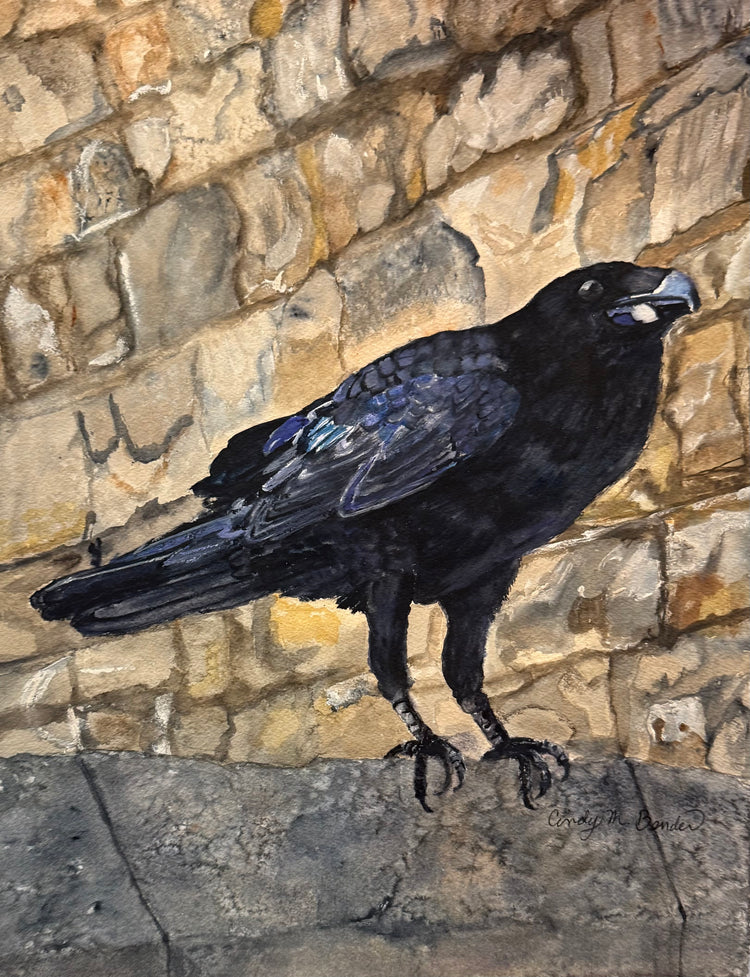 Raven, Tower of London by Cindy Bender