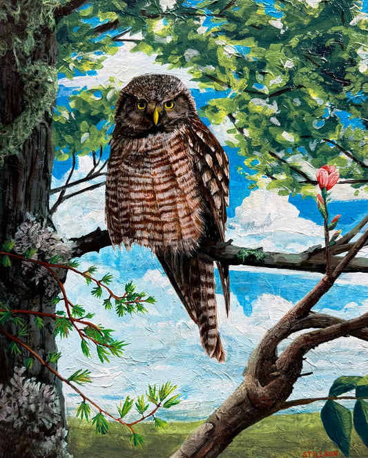 Hawk Owl, Spring