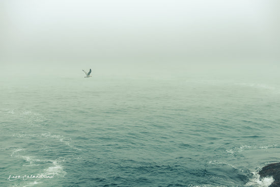 Seagull over the Atlantic by Lisa Balderrama