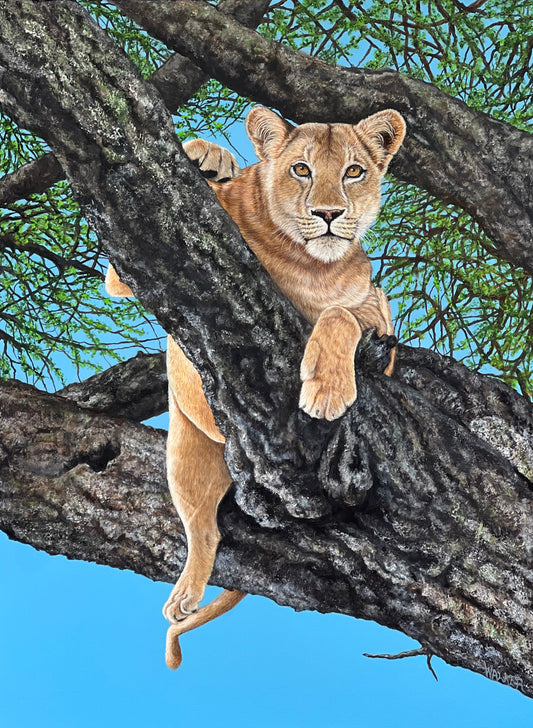 Lioness in Tree