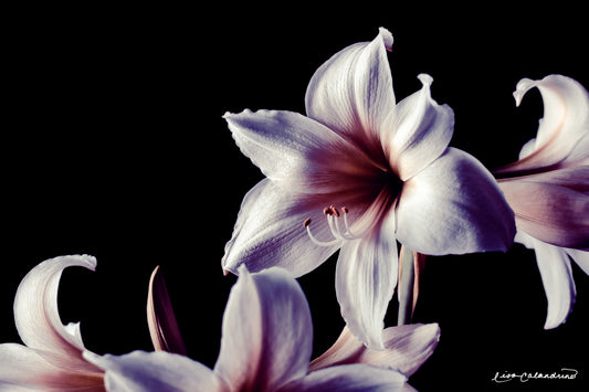 Purple Lily