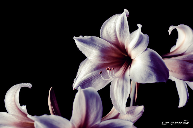 Purple Lily