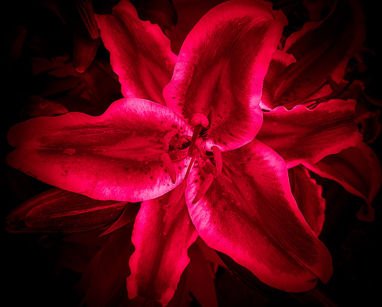 Into The Light