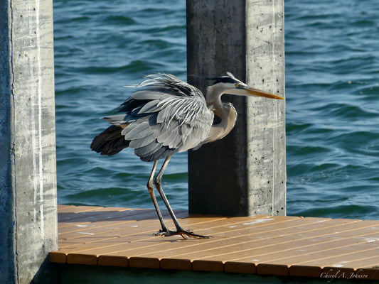 THE BIG BLUE TRIO/Great Blue Heron on Dock
