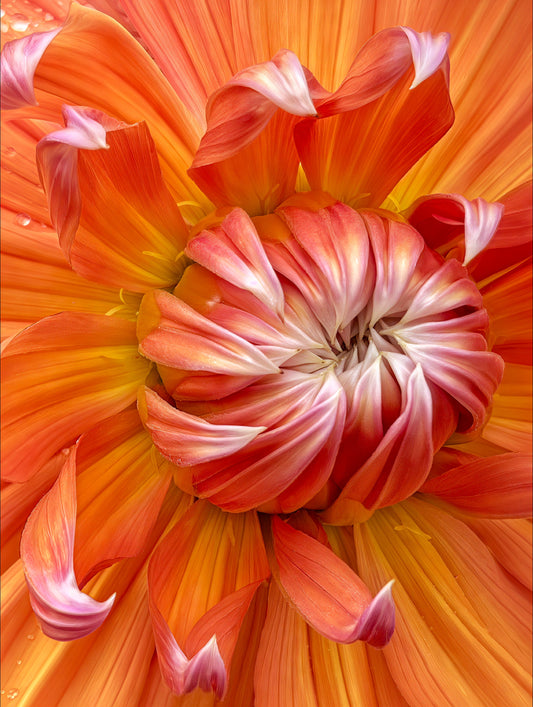 Emerging Elegance