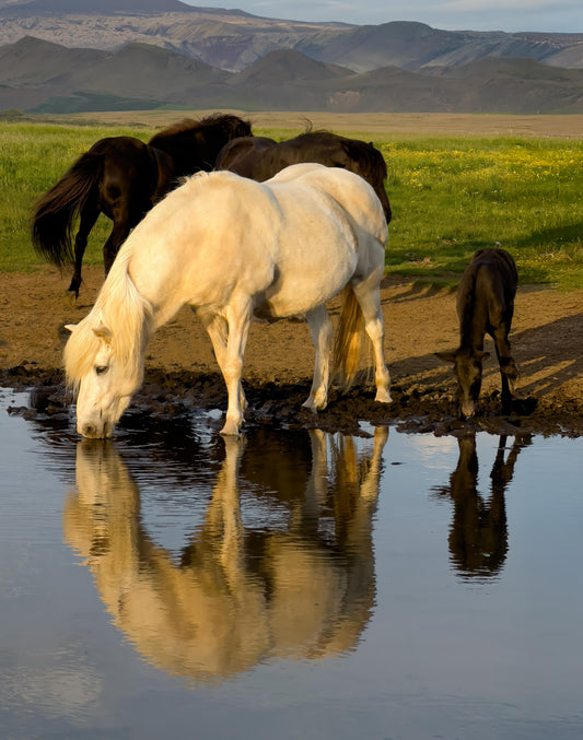 Icelandic Horses