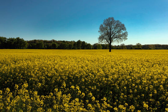 Mustard Field and White Oak by Chuck Clisso
