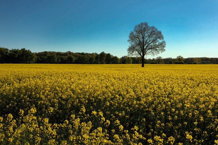 Mustard Field and White Oak by Chuck Clisso