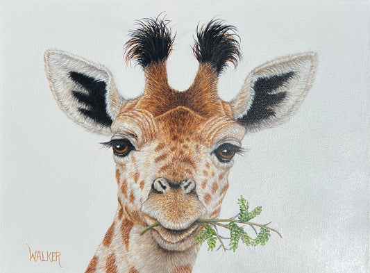 Young Giraffe