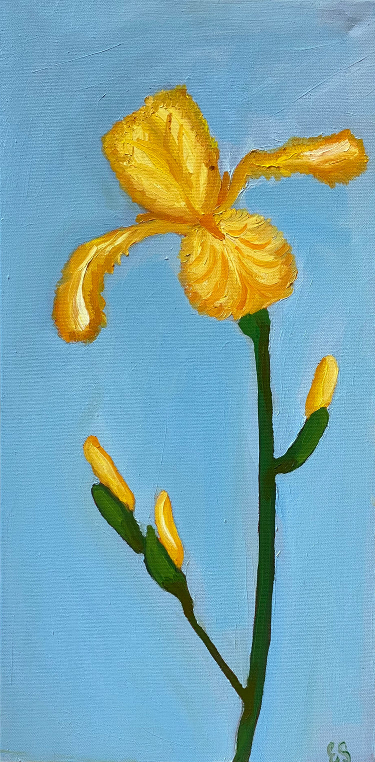 Yellow Iris