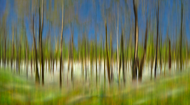 American Beech by Brian Kaufman