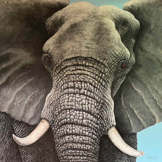Elephant Up Close