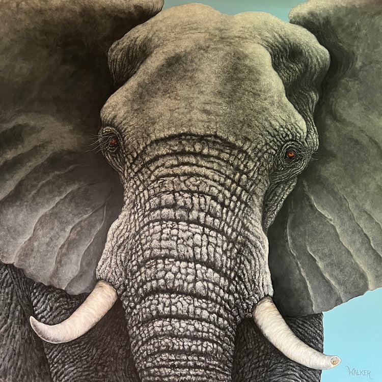 Elephant Up Close