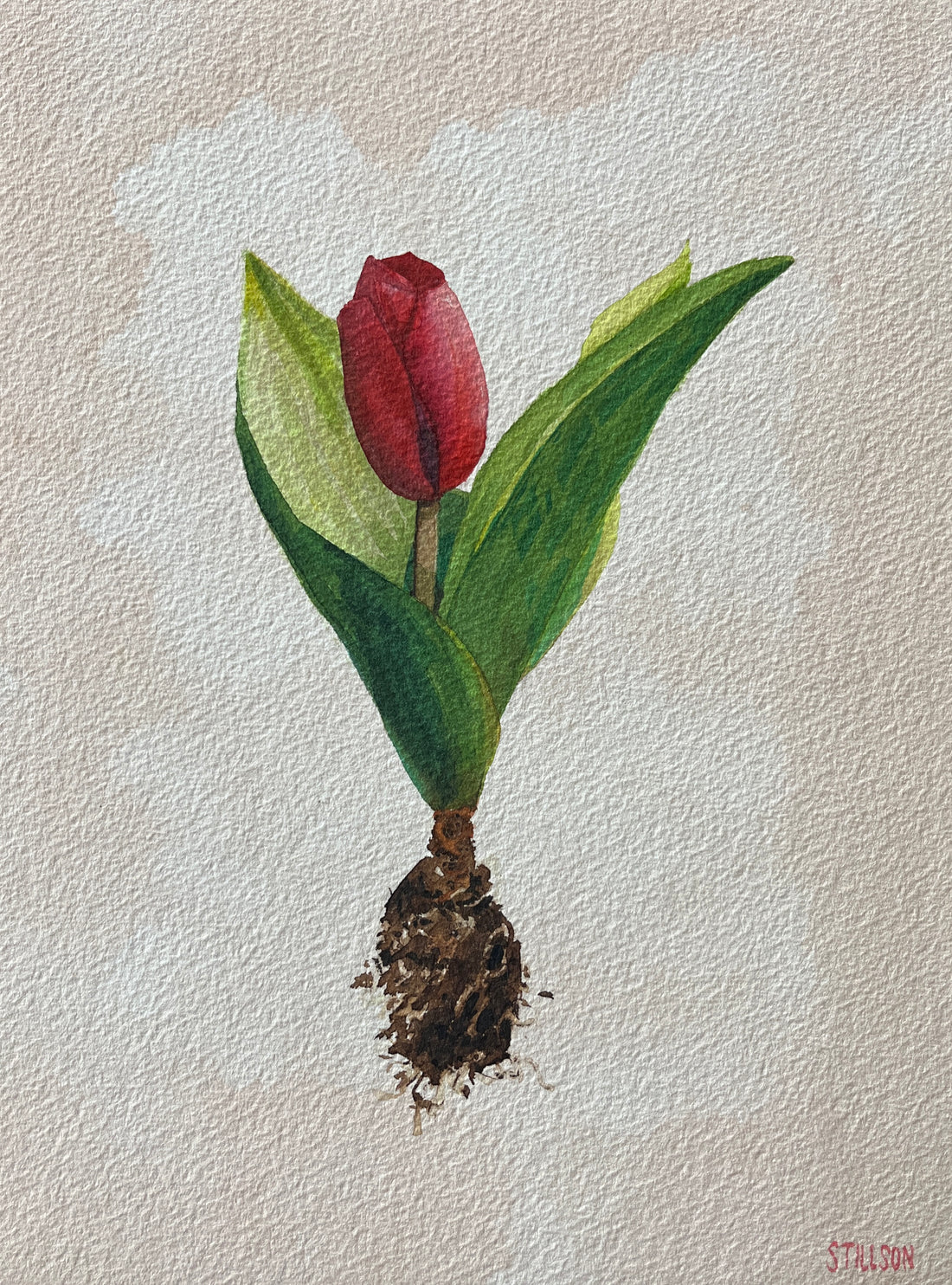 Tulip