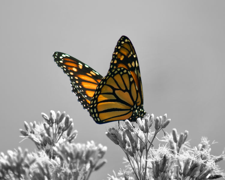 Colorful Wildlife in Black and White by Adam Johnson