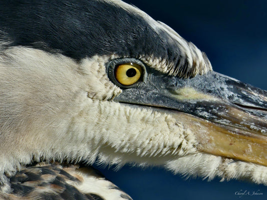THE BIG BLUE TRIO/Great Blue Heron Closeup