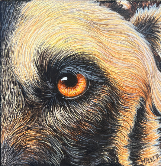 African Wild Dog  Eye