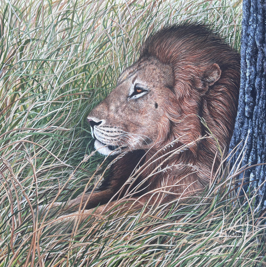 Lion in Grass