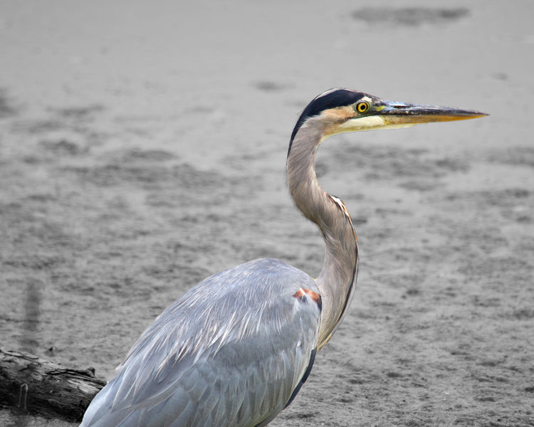 Colorful Wildlife in Black and White by Adam Johnson