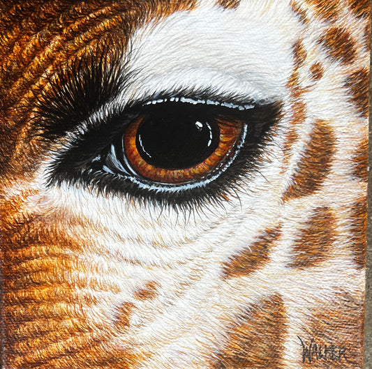 Giraffe Eye
