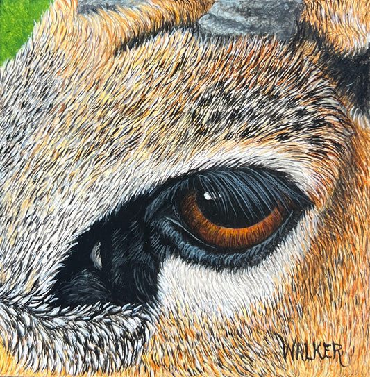 Dik-Dik  Antelope Eye