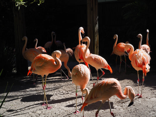 The Sunlit Gathering by Allison Bazaire