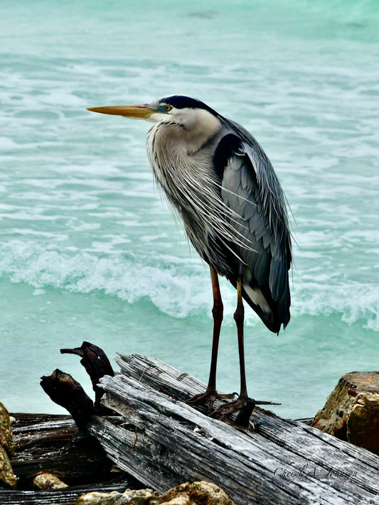 THE BIG BLUE TRIO/Great Blue Heron on Railroad Ties