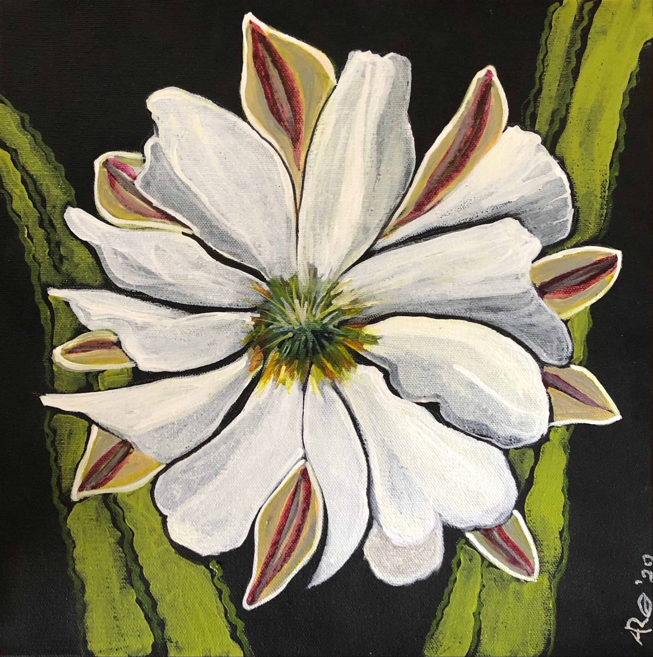 Cactus Blossom
