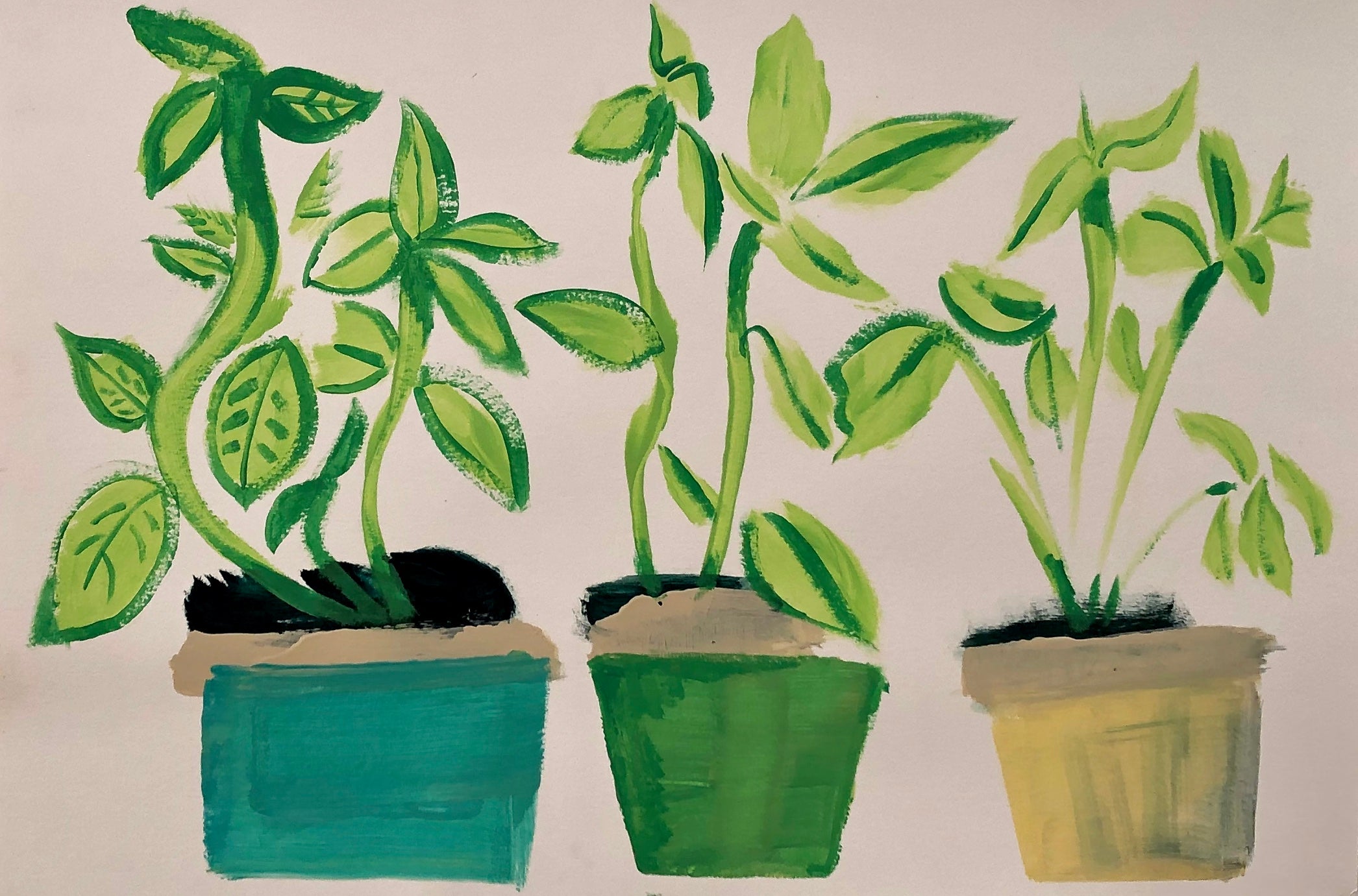 3 Basil Plants