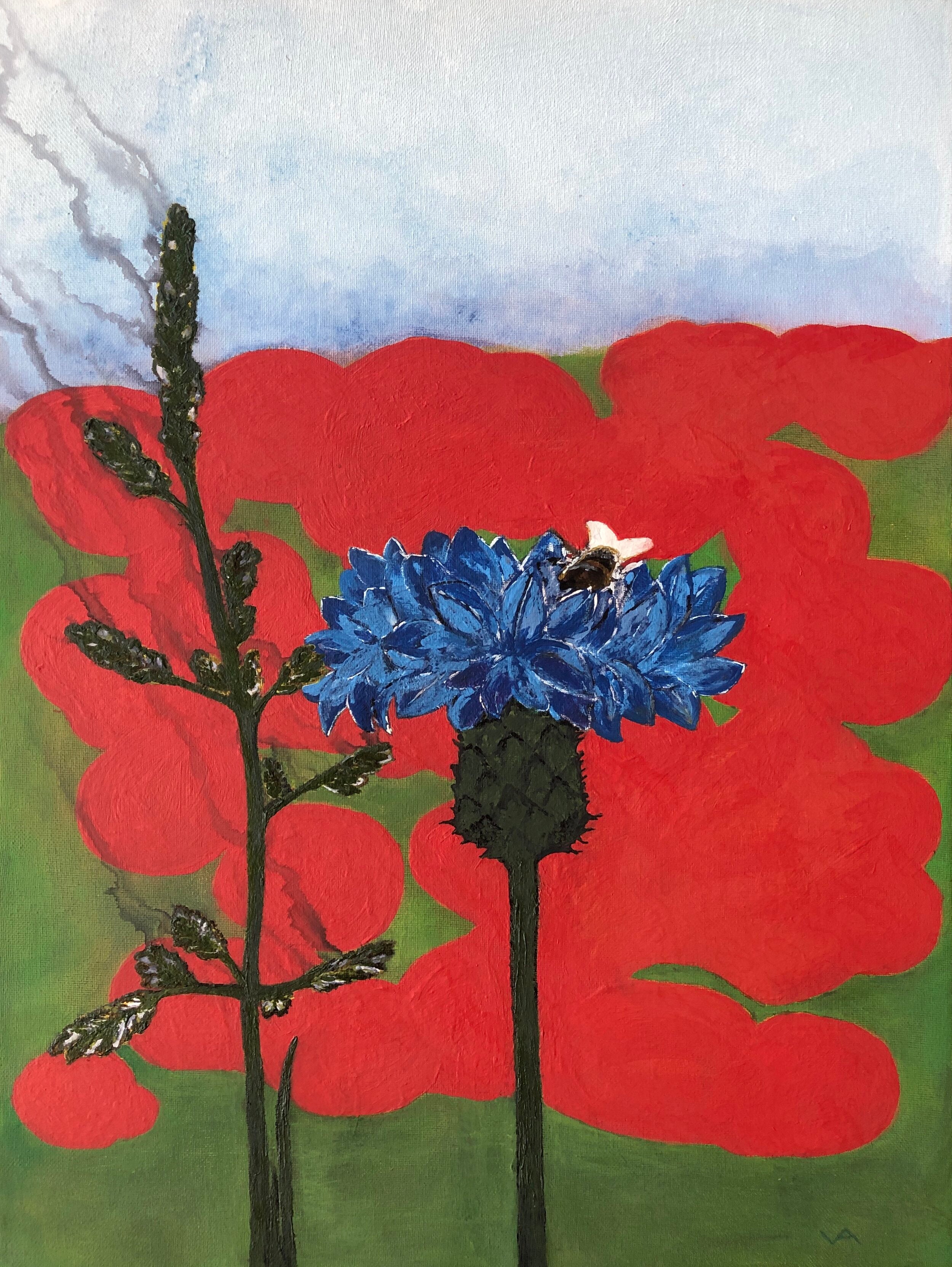 Centaurea