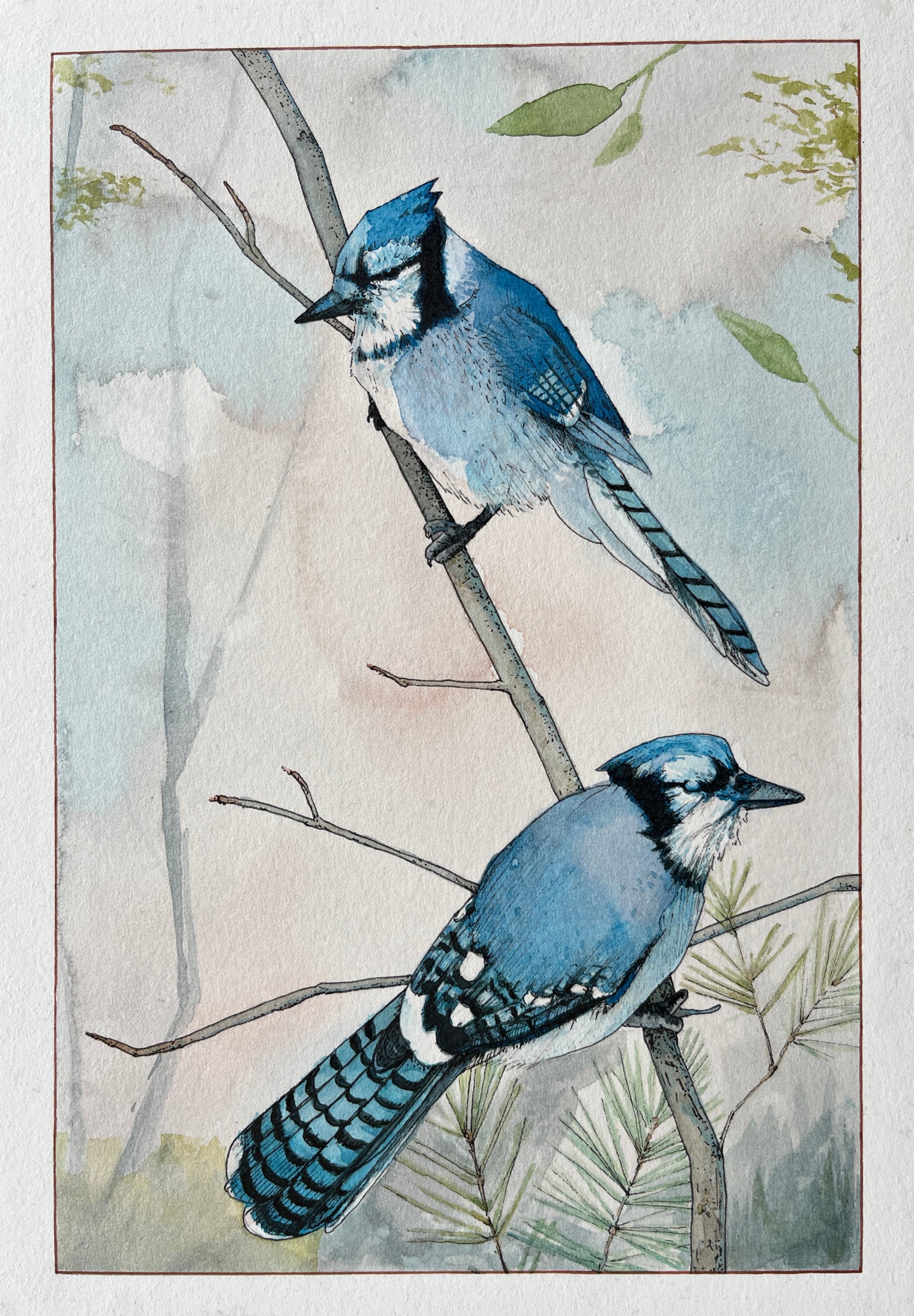 Blue Jay 2